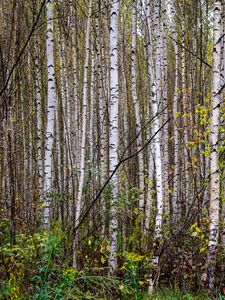 Preview wallpaper trees, birches, forest, nature