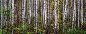 Preview wallpaper trees, birches, forest, nature