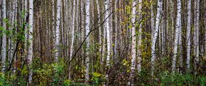 Preview wallpaper trees, birches, forest, nature