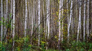 Preview wallpaper trees, birches, forest, nature