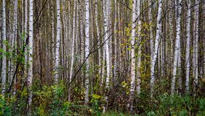 Preview wallpaper trees, birches, forest, nature