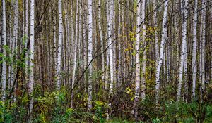 Preview wallpaper trees, birches, forest, nature