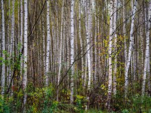 Preview wallpaper trees, birches, forest, nature