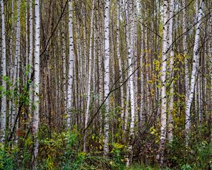 Preview wallpaper trees, birches, forest, nature