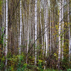 Preview wallpaper trees, birches, forest, nature