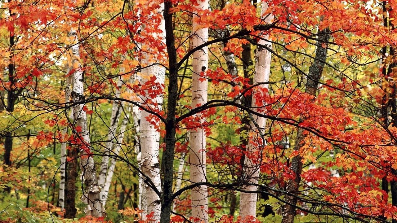 Wallpaper trees, birches, wood, autumn, branches, leaves, paints