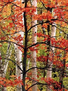 Preview wallpaper trees, birches, wood, autumn, branches, leaves, paints