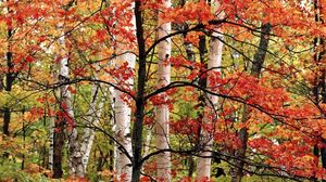 Preview wallpaper trees, birches, wood, autumn, branches, leaves, paints