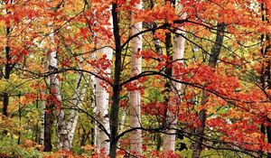 Preview wallpaper trees, birches, wood, autumn, branches, leaves, paints