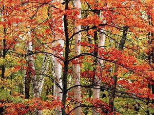 Preview wallpaper trees, birches, wood, autumn, branches, leaves, paints
