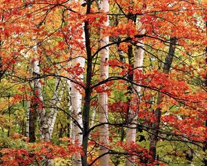 Preview wallpaper trees, birches, wood, autumn, branches, leaves, paints