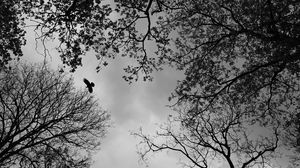 Preview wallpaper trees, bird, bw