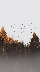 Preview wallpaper trees, birds, fog
