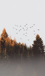 Preview wallpaper trees, birds, fog