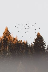 Preview wallpaper trees, birds, fog