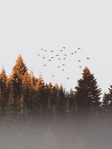 Preview wallpaper trees, birds, fog