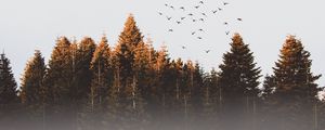 Preview wallpaper trees, birds, fog