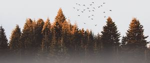 Preview wallpaper trees, birds, fog