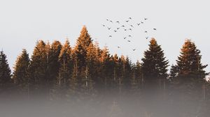 Preview wallpaper trees, birds, fog