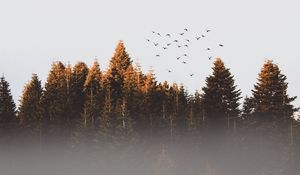 Preview wallpaper trees, birds, fog
