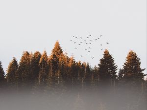 Preview wallpaper trees, birds, fog