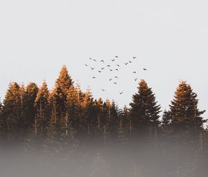 Preview wallpaper trees, birds, fog