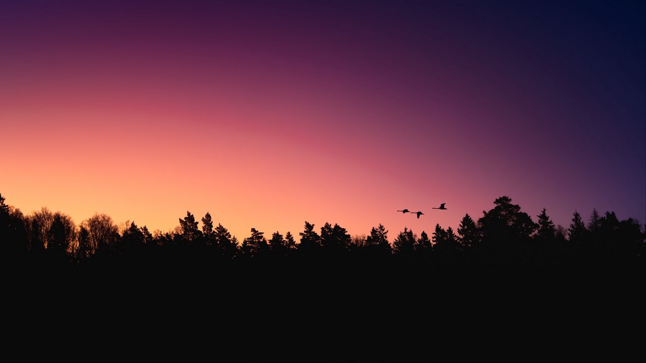 Wallpaper trees, birds, silhouettes, dusk, dark