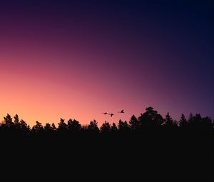 Preview wallpaper trees, birds, silhouettes, dusk, dark