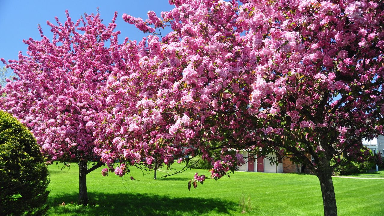 Wallpaper trees, blossoming, spring, garden, yard, pink