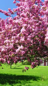 Preview wallpaper trees, blossoming, spring, garden, yard, pink