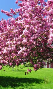 Preview wallpaper trees, blossoming, spring, garden, yard, pink