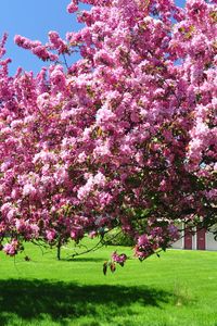 Preview wallpaper trees, blossoming, spring, garden, yard, pink