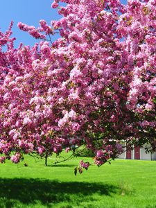 Preview wallpaper trees, blossoming, spring, garden, yard, pink