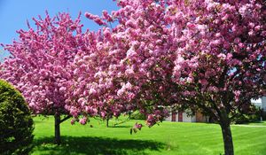 Preview wallpaper trees, blossoming, spring, garden, yard, pink