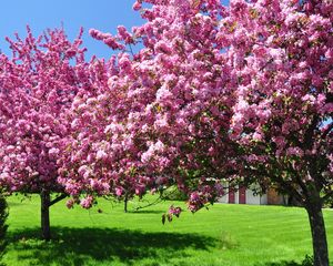 Preview wallpaper trees, blossoming, spring, garden, yard, pink