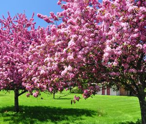 Preview wallpaper trees, blossoming, spring, garden, yard, pink