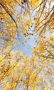 Preview wallpaper trees, bottom view, autumn, leaves