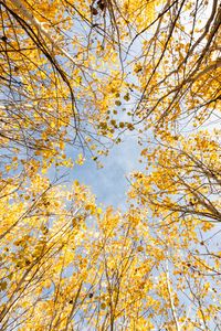 Preview wallpaper trees, bottom view, autumn, leaves