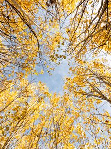 Preview wallpaper trees, bottom view, autumn, leaves