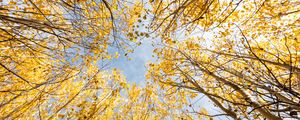 Preview wallpaper trees, bottom view, autumn, leaves