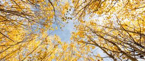 Preview wallpaper trees, bottom view, autumn, leaves