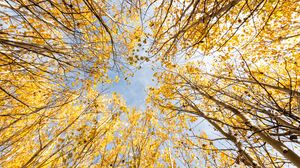 Preview wallpaper trees, bottom view, autumn, leaves