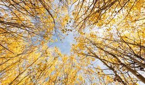 Preview wallpaper trees, bottom view, autumn, leaves