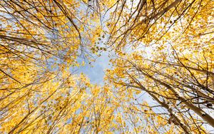 Preview wallpaper trees, bottom view, autumn, leaves