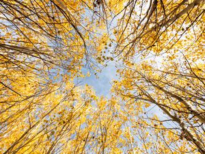 Preview wallpaper trees, bottom view, autumn, leaves