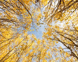 Preview wallpaper trees, bottom view, autumn, leaves