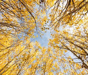 Preview wallpaper trees, bottom view, autumn, leaves