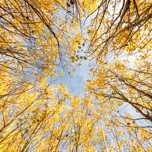 Preview wallpaper trees, bottom view, autumn, leaves