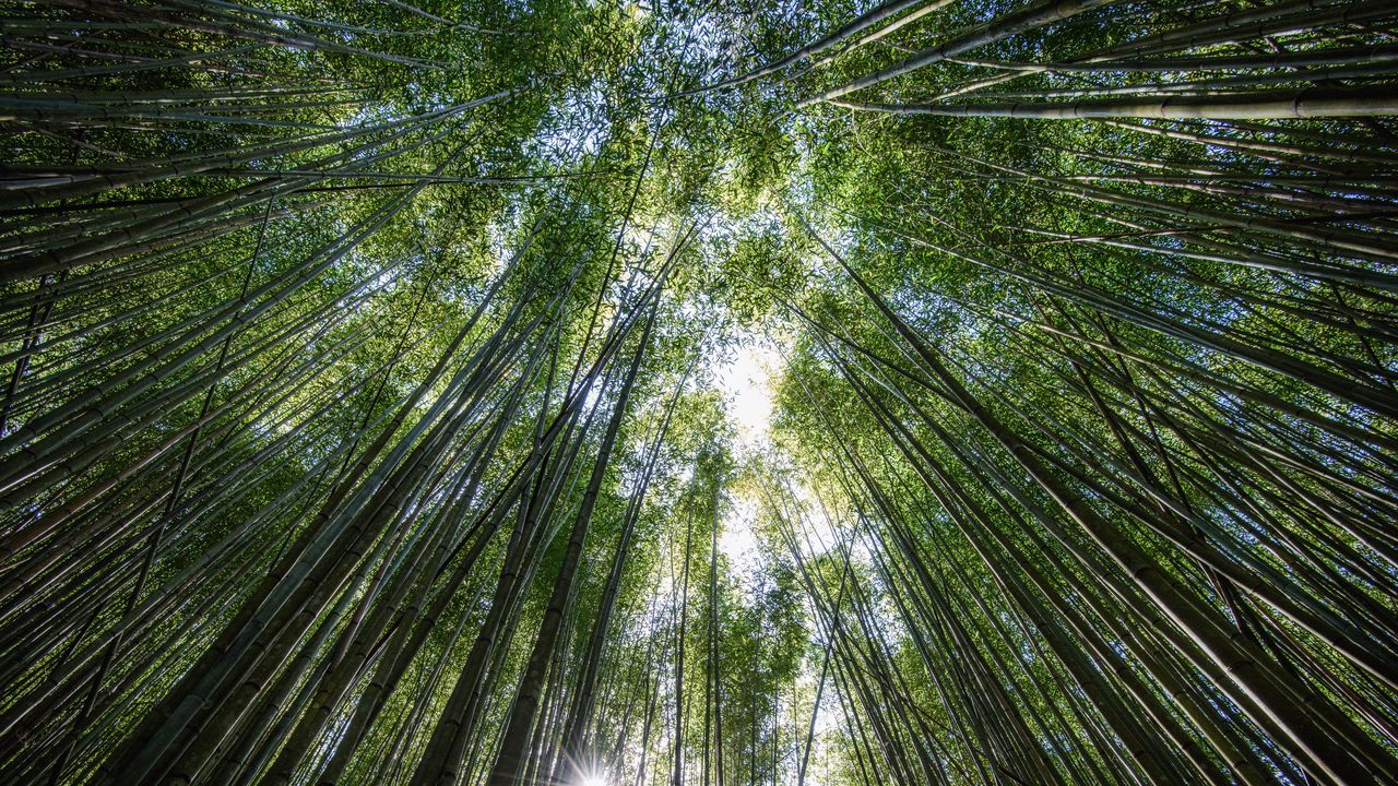 Wallpaper trees, bottom view, bamboo, light