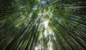 Preview wallpaper trees, bottom view, bamboo, light